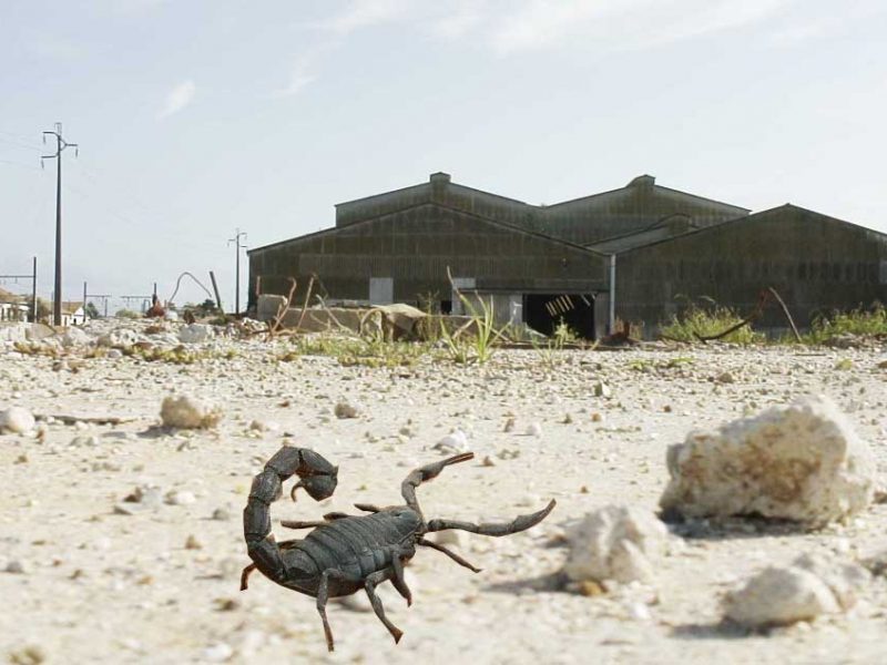 « Quand il n&rsquo;y a pas de bruit, tu n&rsquo;en fais pas », Règle N°2 du Scorpion