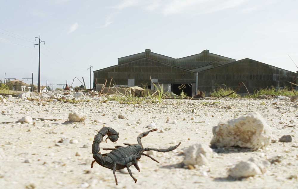 « Quand il n&rsquo;y a pas de bruit, tu n&rsquo;en fais pas », Règle N°2 du Scorpion